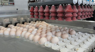 výroba vajec