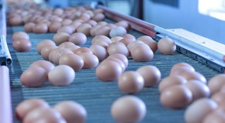 produkce vajec